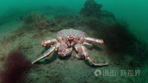 俄罗斯海底海床上的巨型王蟹视频