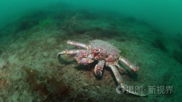 俄罗斯海底海床上的巨型王蟹视频