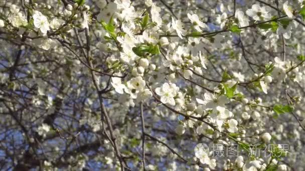 春天的白花  一棵樱桃树在风中4k