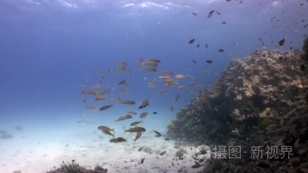 水下红海鱼学校视频