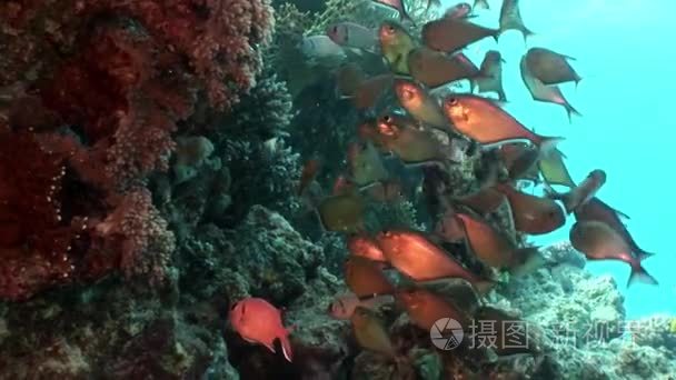 水下红海鱼学校视频