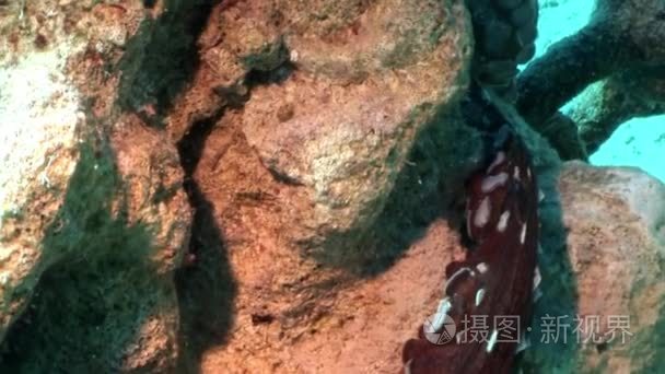 爱的情侣伪装的章鱼水下红海视频