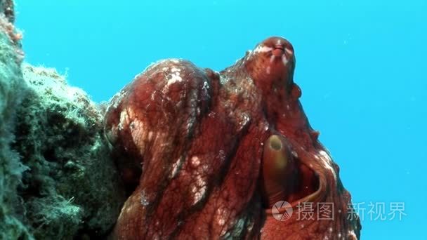 1080p- 00:07在蓝色背景下红海的章鱼视频1080p- 00:16在石海底寻找
