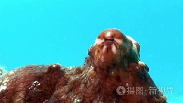 在蓝色背景下红海的章鱼视频- 00:101080p