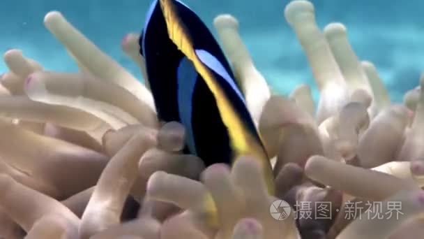 红海水下海葵小丑鱼视频