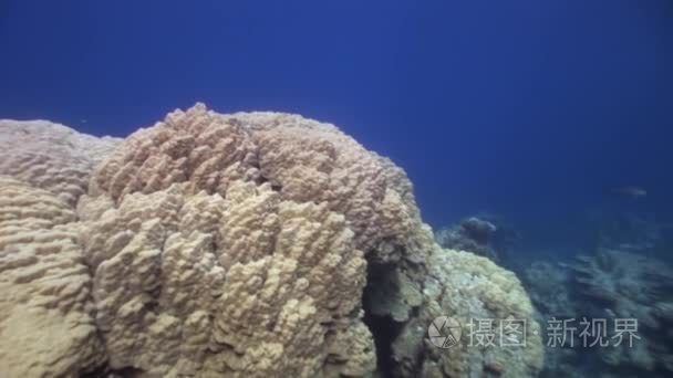 红海海底珊瑚视频