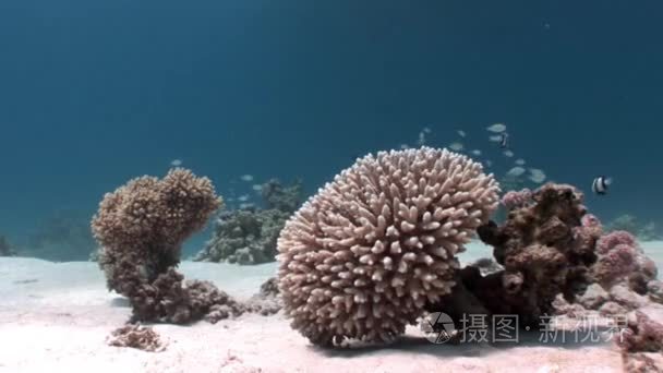 红海海底珊瑚视频