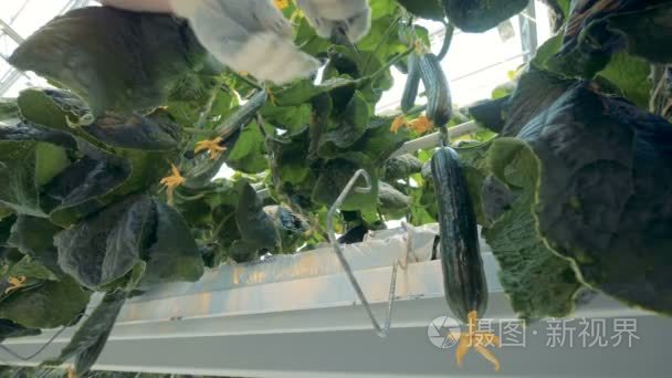 温室工人从植物中采摘黄瓜, 戴上手套。4k