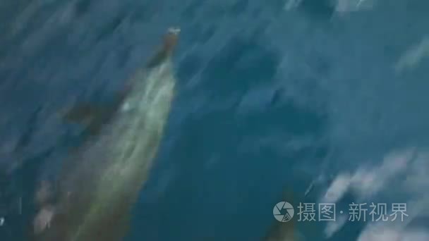 海豚在太平洋的船前游泳水下视频