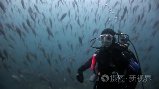 水肺潜水者在学校鱼的背景下视频
