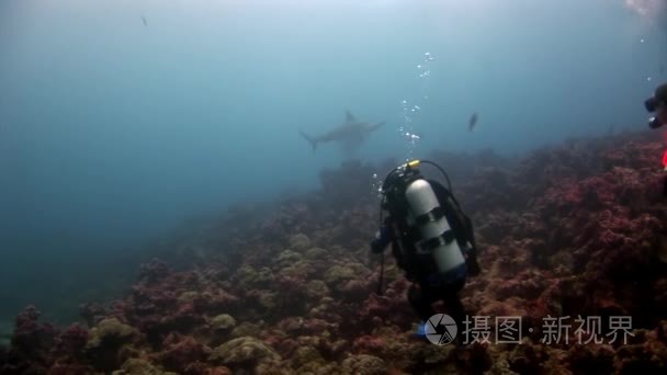 海底水下鲨鱼潜水潜水员附近视频