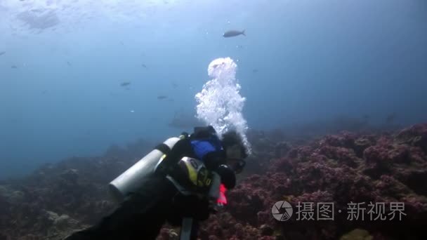 海底水下鲨鱼潜水潜水员附近视频