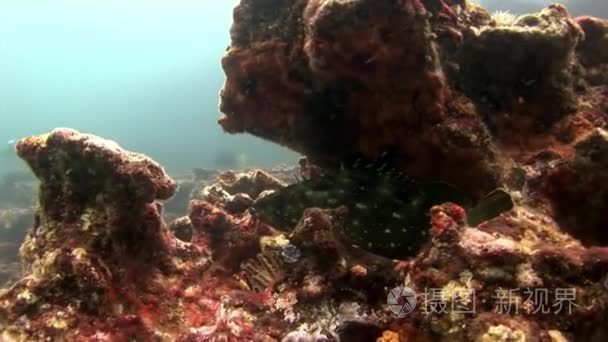 加拉帕戈斯群岛海底海洋植物视频