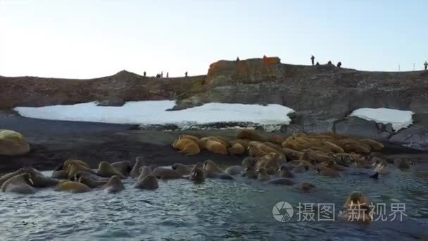 海象和人们环保人士对北冰洋海岸直升机航空视图