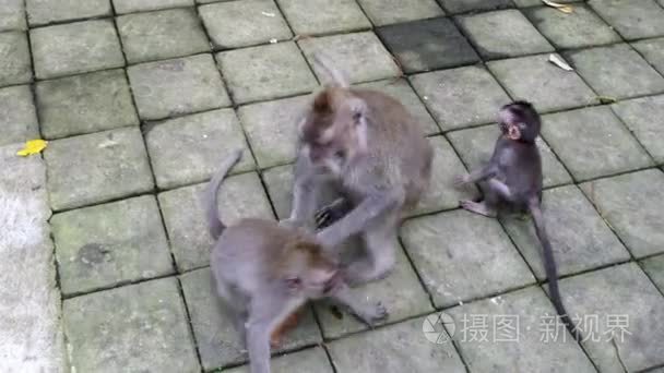 猴宝宝与成年动物在巴厘岛视频