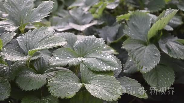 雨后草莓灌木与叶子特写的水滴视频