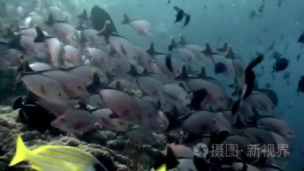 马尔代夫海洋海底天然水族馆视频