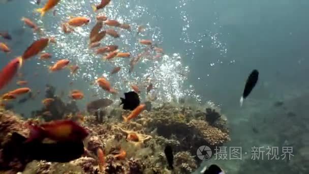 马尔代夫海洋海底天然水族馆视频