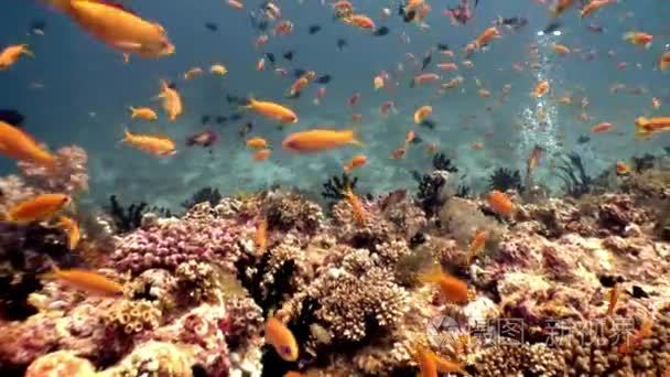 马尔代夫海洋海底天然水族馆视频