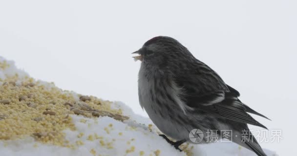 冬鸟饲养中的鸟啄种子视频
