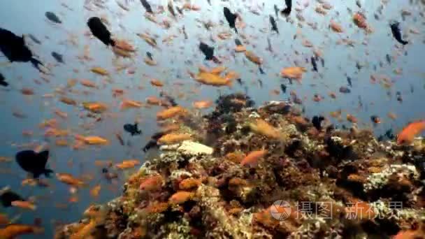 马尔代夫海洋海底天然水族馆视频