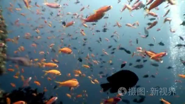 马尔代夫海洋海底天然水族馆视频