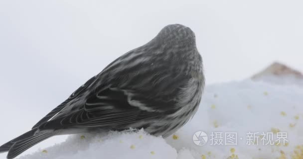 冬鸟饲养中的鸟啄种子视频