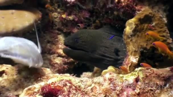 黑海海鳗在马尔代夫海底吃鱼粮视频