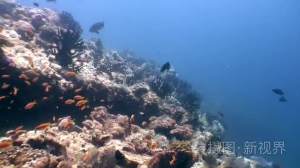 马尔代夫海洋海底天然水族馆视频