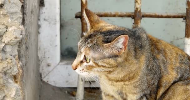 猫坐在外面的窗台上警戒状态mov格式视频下载 正版视频编号01rdu6 摄图新视界视频库