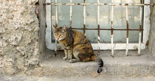 一只印花猫在乡村小屋的窗户上视频