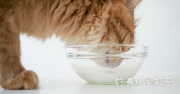 可爱的生姜猫从透明的玻璃碗研磨牛奶。毛茸茸的宠物喝可口的饮料