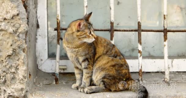 短毛猫印花布猫坐在窗台上视频