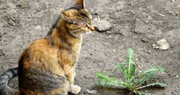 警惕印花布猫坐在地上与植物视频