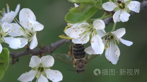 昆虫蟹蜘蛛攻击蜂, 黄色 Misumenoides, 坐在花, 宏