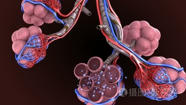 肺肺泡-血液饱和氧  3d 动画