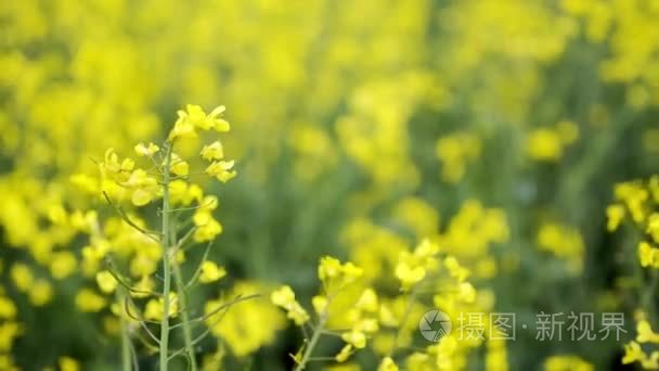 黄油菜田的背景。春季鲜黄色油菜田