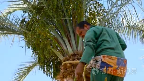 园丁清洁日期棕榈视频