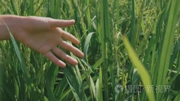 女性手的特写在稻田里抚摸着生长着的未成熟大米