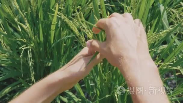 女性手特写检查水稻田生长的未成熟水稻
