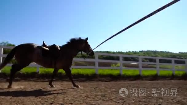 训练的马跑在一个小圆圈