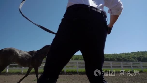 训练的马跑在一个小圆圈视频