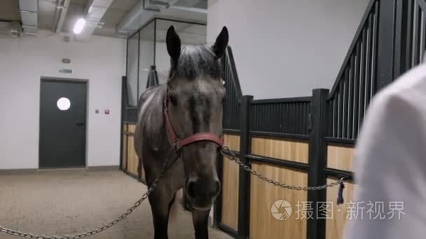 职业男马术骑手骑马训练或比赛视频