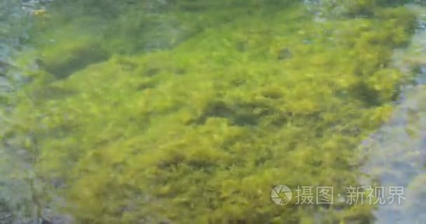 透明河中的绿色淤泥视频