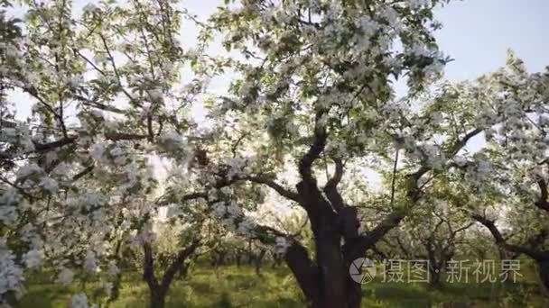 夕阳下盛开的苹果园视频