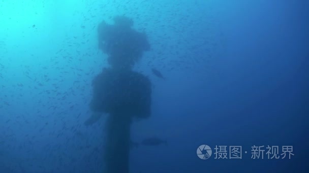 埃及红海鱼汤学校背景下的海难视频