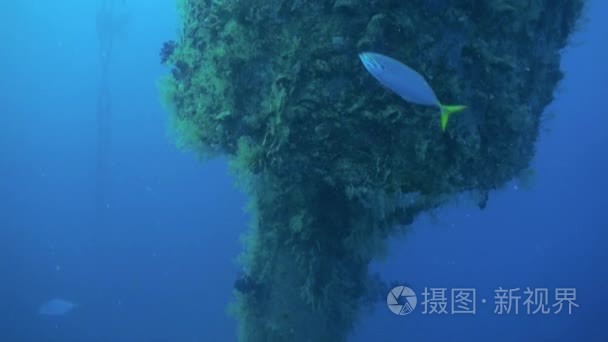 埃及红海鱼汤学校背景下的海难视频