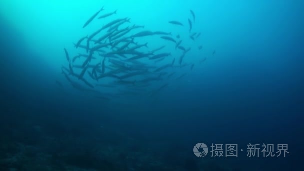 学校的梭鱼中的蓝色水游泳圈视频