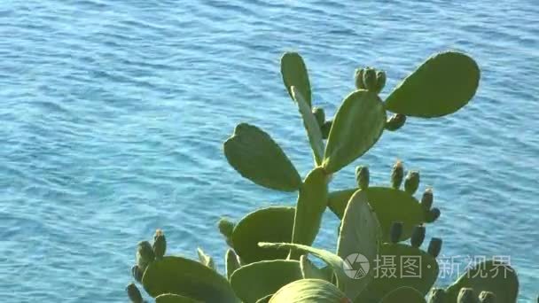 绿色仙人掌仙人掌和蓝色海浪背景