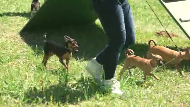 女人和她三只小狗一起散步视频